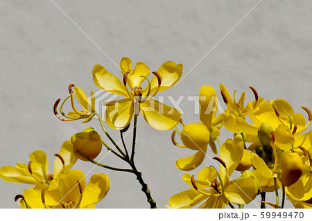 三鷹中原に咲く黄色いコバノセンナ(カッシア)の花 三鷹中原に咲く黄色いコバノセンナ(カッシア)の花 59949470