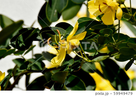 三鷹中原に咲く黄色いコバノセンナ（カッシア）の花 59949479