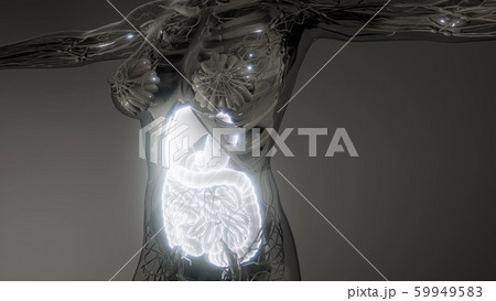 human digestive system parts and functions 59949583