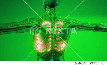 Human Lungs Radiology Exam 59949588