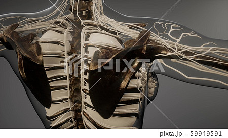 Transparent Human Body with Visible Bones Transparent Human Body with Visible Bones 59949591