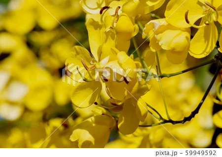 三鷹中原に咲く黄色いコバノセンナ（カッシア）の花 59949592