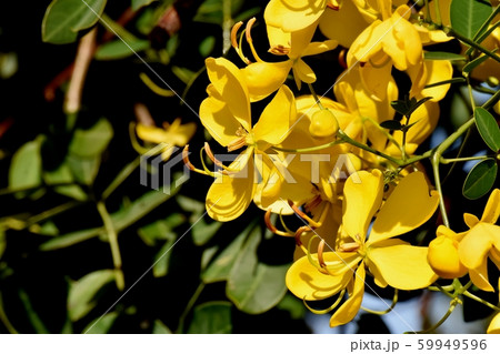 三鷹中原に咲く黄色いコバノセンナ（カッシア）の花 59949596