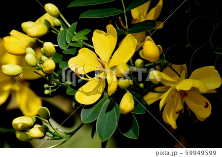 三鷹中原に咲く黄色いコバノセンナ（カッシア）の花 59949599