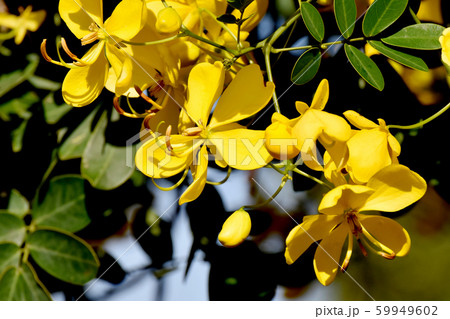三鷹中原に咲く黄色いコバノセンナ（カッシア）の花 59949602