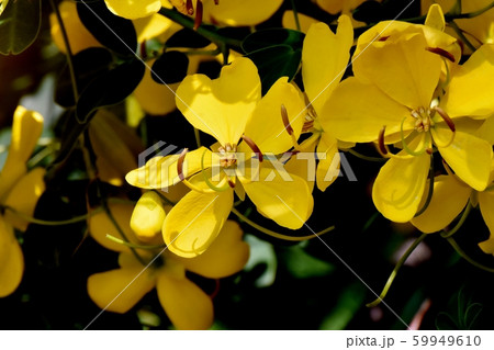 三鷹中原に咲く黄色いコバノセンナ(カッシア)の花 三鷹中原に咲く黄色いコバノセンナ(カッシア)の花 59949610