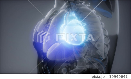 Human Heart Radiology Exam 59949641