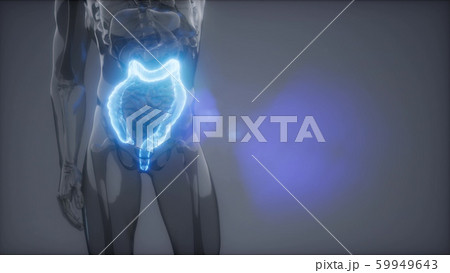 Human Colon Radiology Exam 59949643