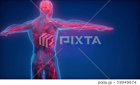 Blood Vessels of Human Body Blood Vessels of Human Body 59949674