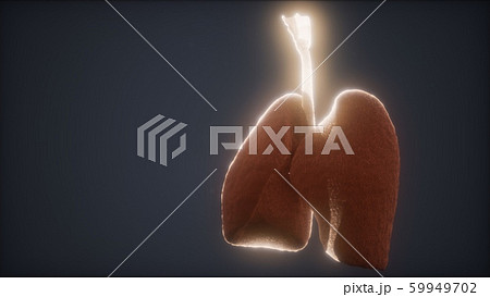 3d animation of human lungs 59949702