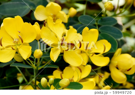 三鷹中原に咲く黄色いコバノセンナ(カッシア)の花 三鷹中原に咲く黄色いコバノセンナ(カッシア)の花 59949720