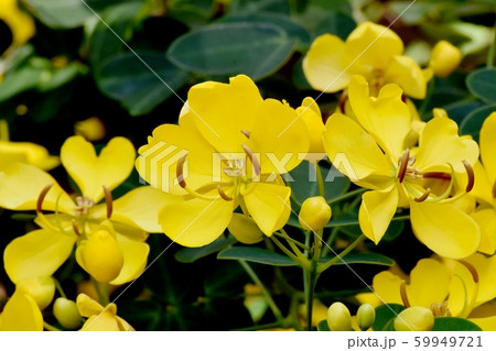 三鷹中原に咲く黄色いコバノセンナ(カッシア)の花 三鷹中原に咲く黄色いコバノセンナ(カッシア)の花 59949721