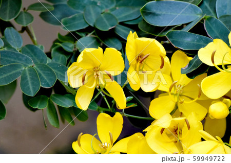 三鷹中原に咲く黄色いコバノセンナ（カッシア）の花 59949722