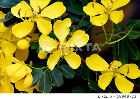 三鷹中原に咲く黄色いコバノセンナ(カッシア)の花 三鷹中原に咲く黄色いコバノセンナ(カッシア)の花 59949723