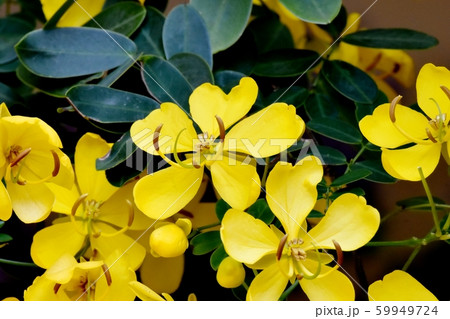 三鷹中原に咲く黄色いコバノセンナ（カッシア）の花 59949724