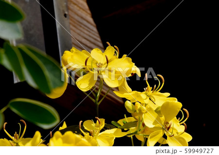 三鷹中原に咲く黄色いコバノセンナ（カッシア）の花 59949727