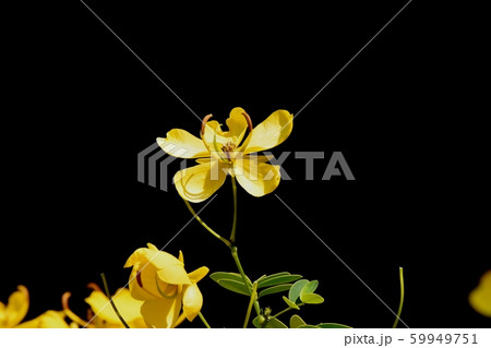 三鷹中原に咲く黄色いコバノセンナ（カッシア）の花 59949751