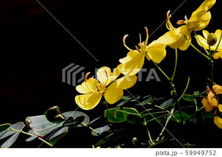 三鷹中原に咲く黄色いコバノセンナ（カッシア）の花 59949752