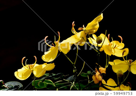 三鷹中原に咲く黄色いコバノセンナ（カッシア）の花 59949753