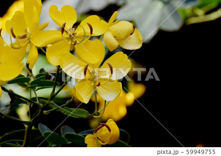 三鷹中原に咲く黄色いコバノセンナ（カッシア）の花 59949755