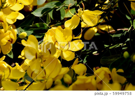 三鷹中原に咲く黄色いコバノセンナ（カッシア）の花 59949758