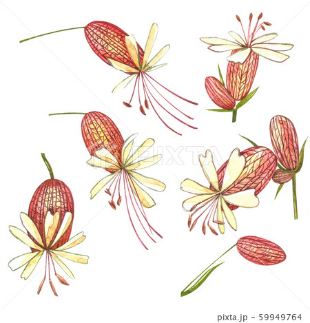 Bladder campion flowers. Watercolor set of drawing cornflowers, floral elements, hand drawn botanical illustration. Good for cosmetics, medicine, treating, aromatherapy, nursing, package design, field 59949764