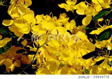 三鷹中原に咲く黄色いコバノセンナ（カッシア）の花 59949776