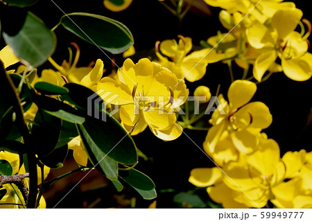 三鷹中原に咲く黄色いコバノセンナ（カッシア）の花 59949777