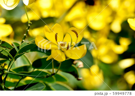 三鷹中原に咲く黄色いコバノセンナ（カッシア）の花 59949778