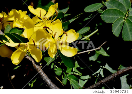 三鷹中原に咲く黄色いコバノセンナ（カッシア）の花 59949782