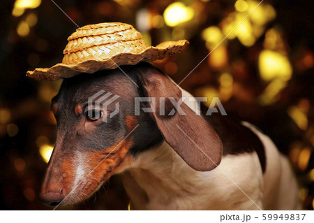 dog portrait table gold bokeh dog portrait table gold bokeh 59949837