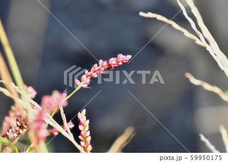 三鷹中原に咲くピンクのイヌタデの花 59950175