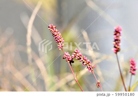 三鷹中原に咲くピンクのイヌタデの花 59950180