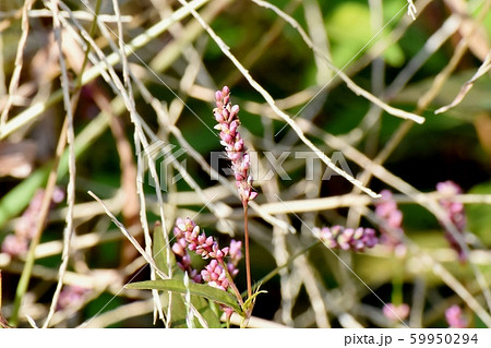 三鷹中原に咲くピンクのイヌタデの花 三鷹中原に咲くピンクのイヌタデの花 59950294