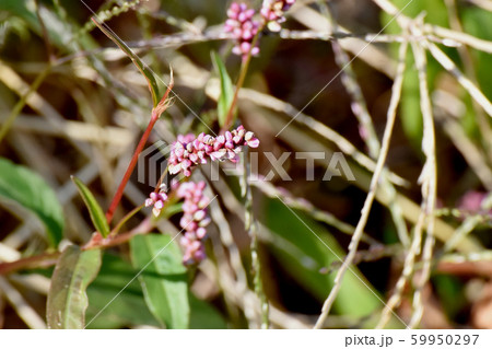 三鷹中原に咲くピンクのイヌタデの花 三鷹中原に咲くピンクのイヌタデの花 59950297