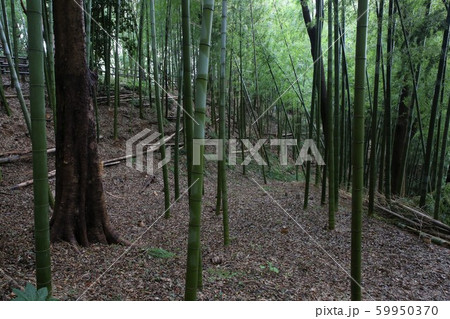 小机城 小机城 59950370