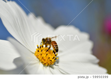 コスモス ミツバチ コスモス ミツバチ 59950399