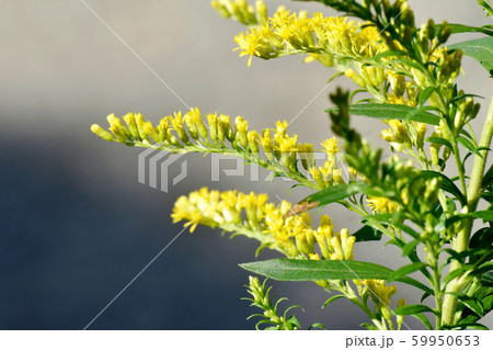 三鷹中原に咲く黄色いセイタカアワダチソウの花 59950653