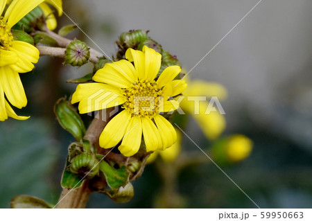 三鷹中原に咲く黄色いツワブキの花 三鷹中原に咲く黄色いツワブキの花 59950663