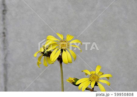 三鷹中原に咲く黄色いツワブキの花 59950808