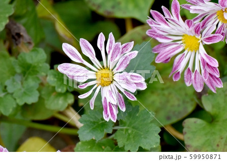 三鷹中原に咲く紫と白、複色のキク 59950871