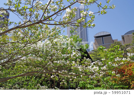 縮景園に咲く桜 59951071