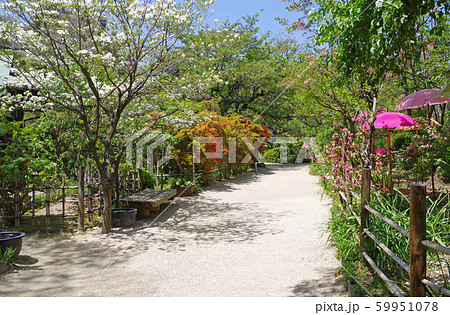 牡丹の咲く頃の縮景園の小道 59951078