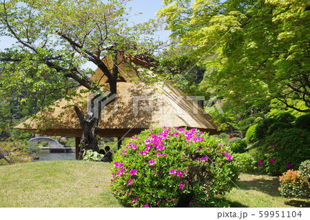 縮景園の東屋とツツジの景色 59951104