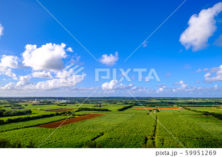 沖縄・南大東島・さとうきび畑俯瞰 沖縄・南大東島・さとうきび畑俯瞰 59951269