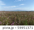 干陸地フラワーゾーンのコスモス3 59951371