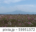 干陸地フラワーゾーンのコスモス4 59951372