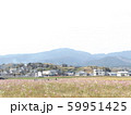 干陸地フラワーゾーンのコスモス1 59951425