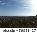 干陸地フラワーゾーンのコスモス2 59951427