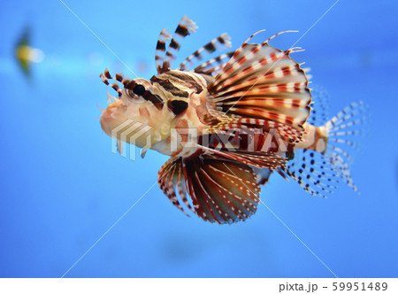 ハナミノカサゴ 59951489